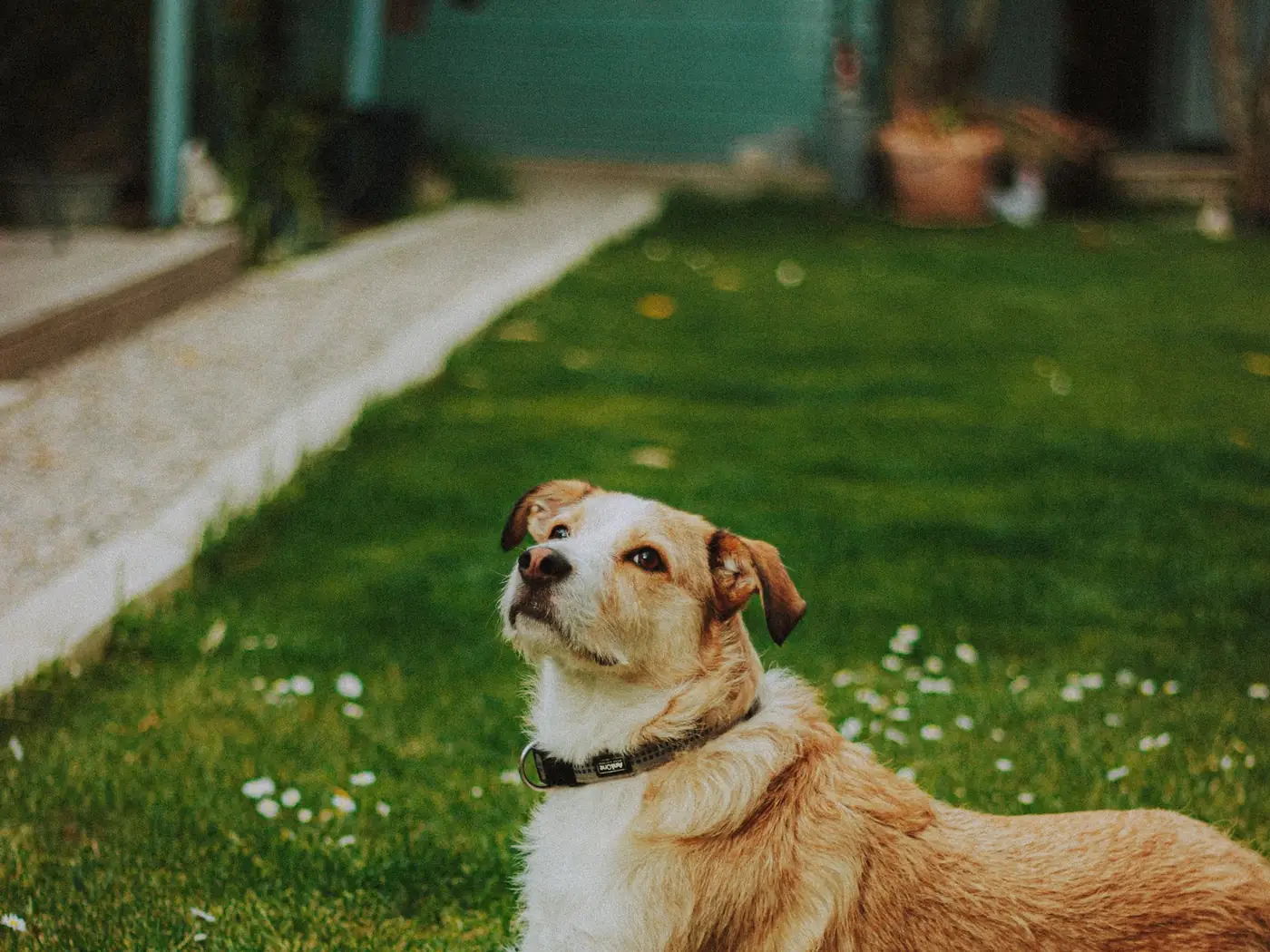 A retriever resting on the grass