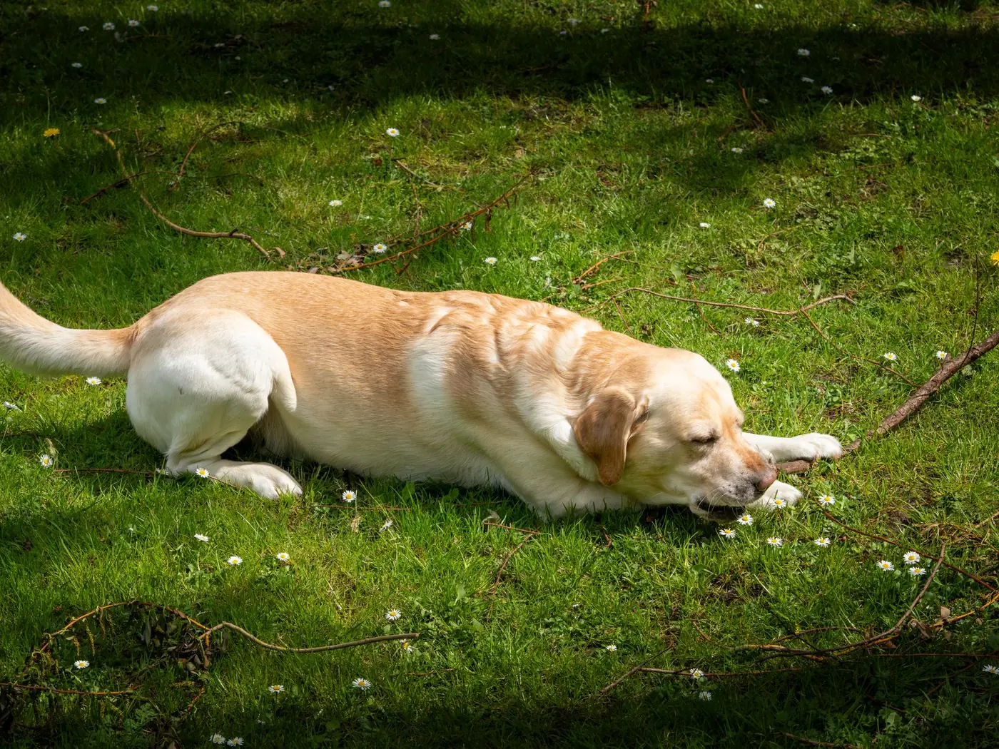 A labrador lying on a clear back lawn