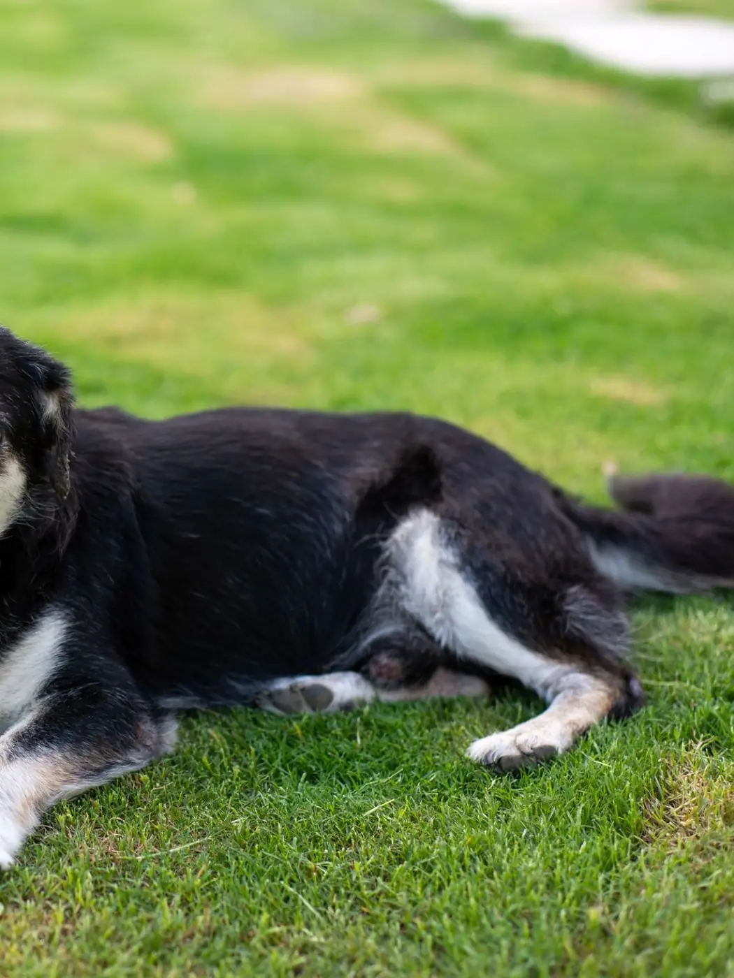 An older dog resting on a clear lawn