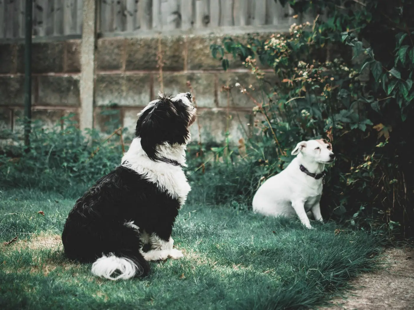 Two dogs in a walled garden